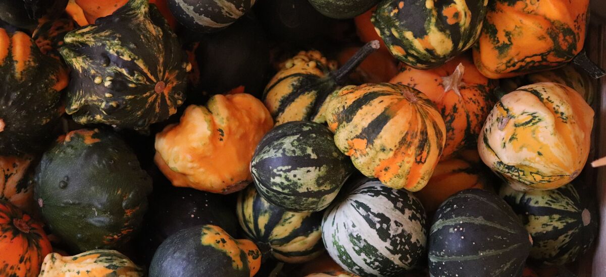 Kürbisse1