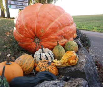 Kürbisse3