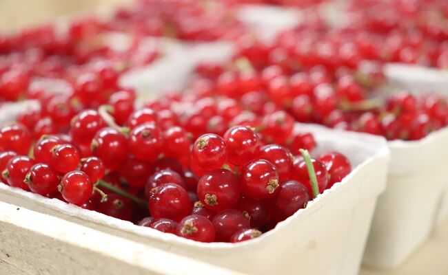 RoteJohabeeren