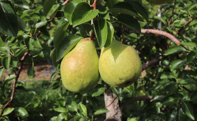 Birnen neue Ernte